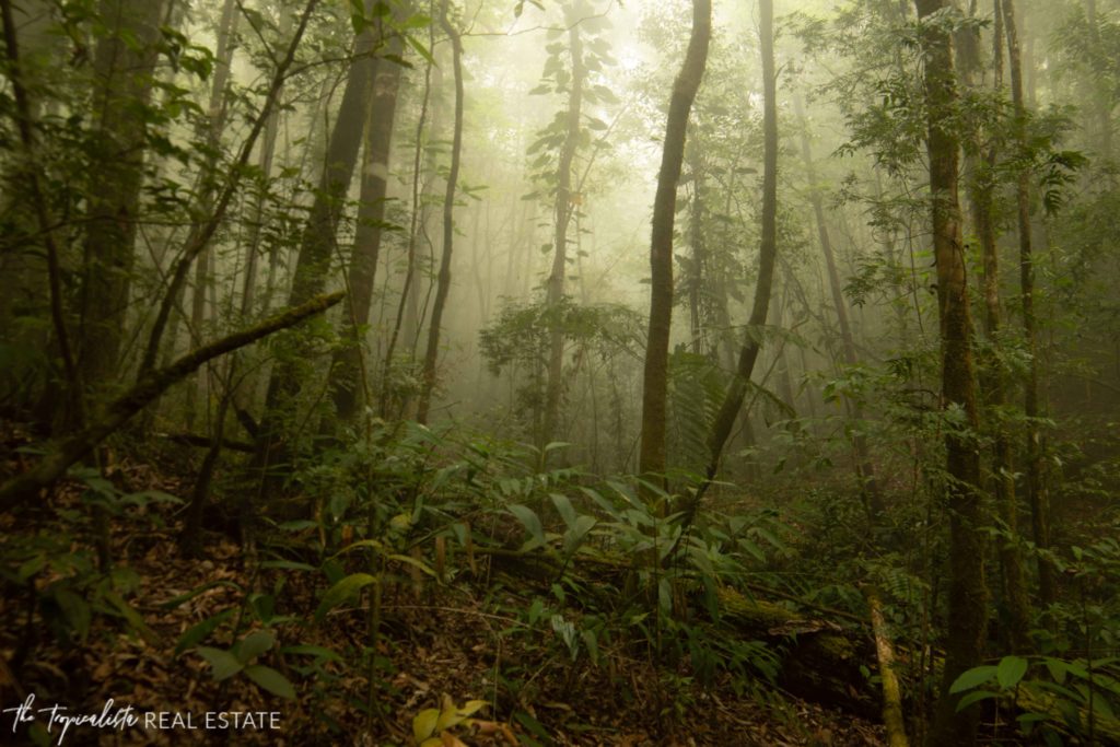 Guide to Hiking Cerro Hoya National Park, Panama | The Tropicalista